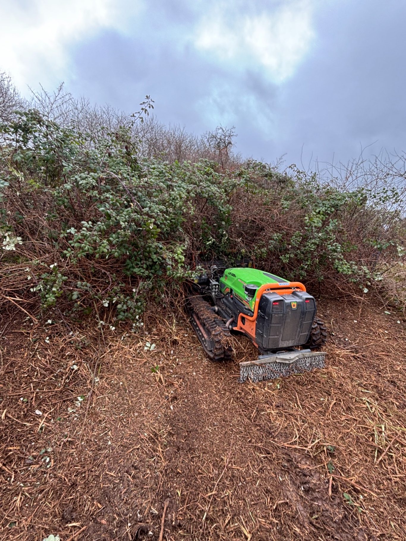 Brombeeren Hanglage Stetten im Remstal Brombeeren mulchen in Hanglage mittels Funkraupe und Forstmulcher