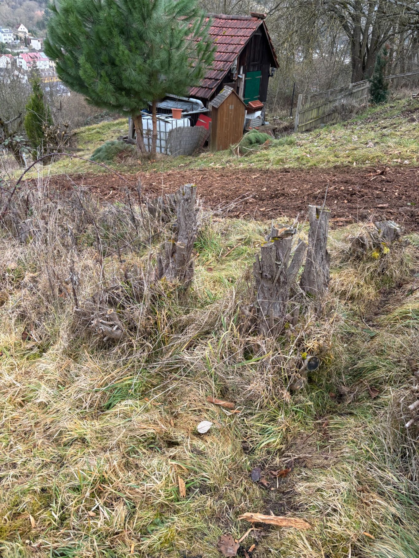Forstmulchen Weinberg Esslingen - vorher Flächenrodung und Freilegung am Weinberg mit Forstmulcher - vorher
