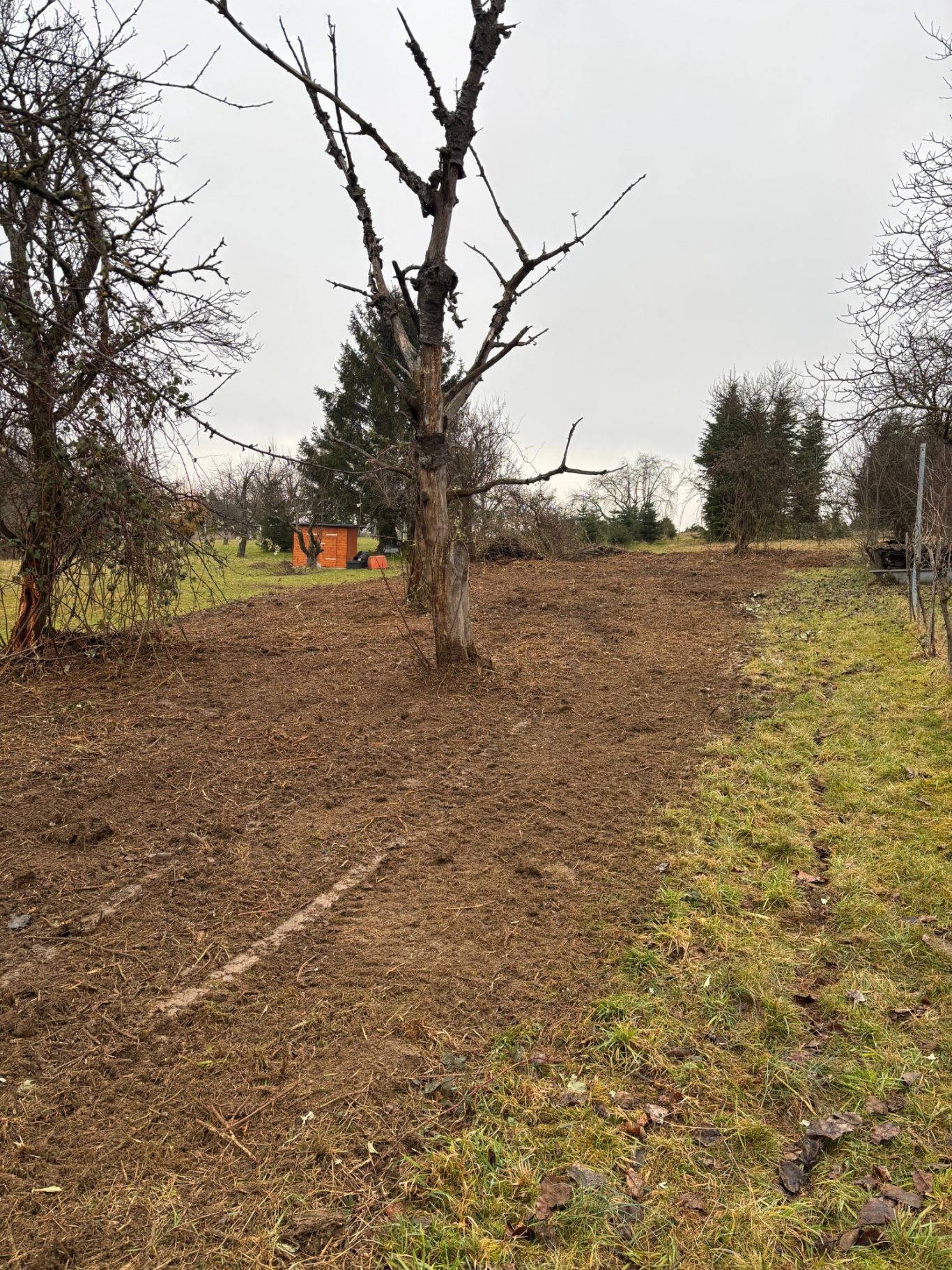 Brombeeren Flächenrückgewinnung nachher Rückgewinnung eines verwilderten Grundstücks mittels Forstmulcher nachher